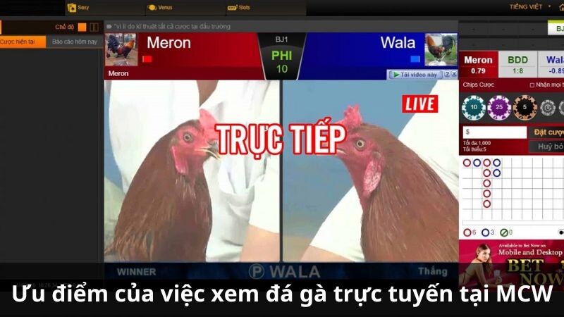 Ưu điểm của việc xem đá gà trực tuyến tại MCW