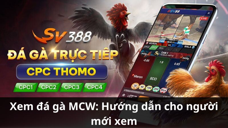 Khái niệm cơ bản về xem đá gà MCW