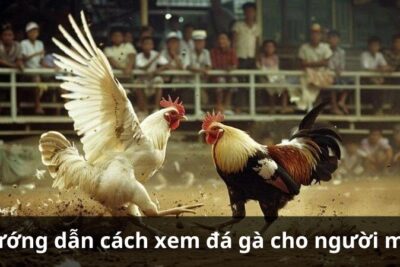 Xem đá gà MCW: Hướng dẫn cho người mới xem