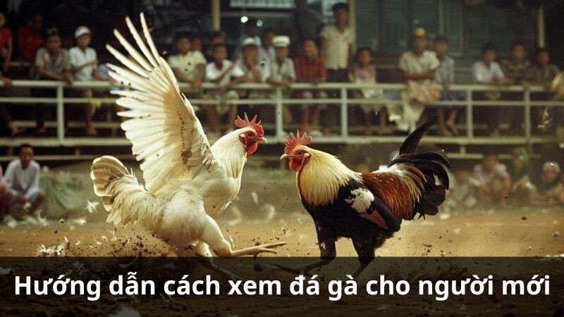 Hướng dẫn cách xem đá gà cho người mới